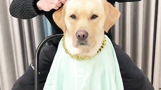 The most funny video in the world2023???Good for kids||Funny dog video 2023||Best funny dogs video