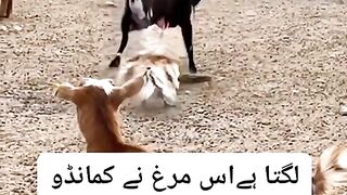 Best funny video latest # new funny fighting murg and gote