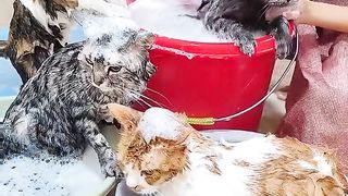Aww so funniest video cats and dogs video 2023||funn dog cat video||so funny dog and cats video