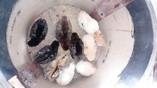 Chicks