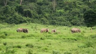 Kajiranga national park