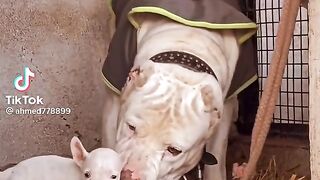 Bol dog video