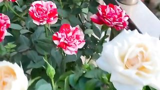 beautiful flower rose flower