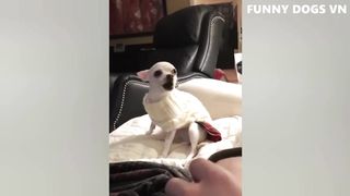 Funny cat and funny dog Animals Video