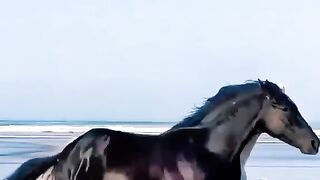 Horse different colours and fast running