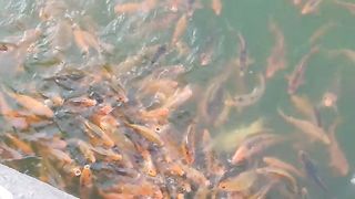 Fish.