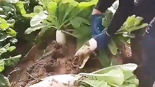 Radish harvest