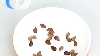 Growing apple tree from seeds
