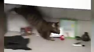 animals are unpredictable