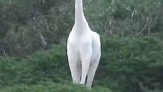 Cute moment of animals