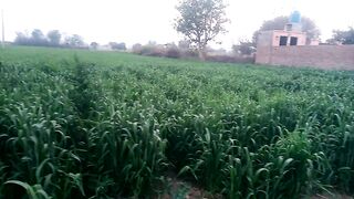 Wheat crop
