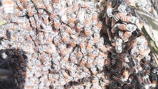 Honey &Bee so sweet ????????????