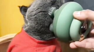 cute cat