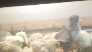 Pets lover