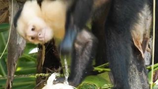 Wonderful Technique of a Cute Monkey