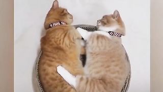 Cat expectation video