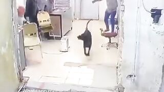 Dog enemy