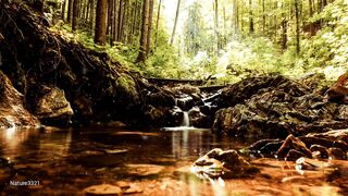 Relaxing in Forest at morning