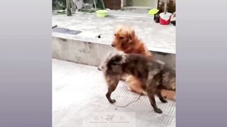 Funny Dog And Cat, Funniest Animals #113