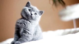 Meow Meow Billi Karti | Kids Poems In Hindi | Hindi Balgeet | म्याऊँ म्याऊँ | Super Kids Network