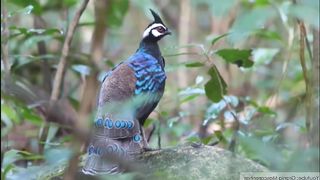 Beautiful birds