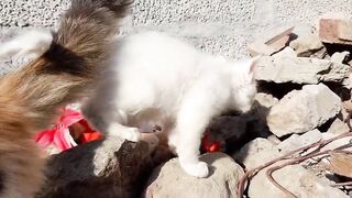 Funny Babies Laughing Hysterically at Cats Compilation (2017)