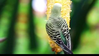 Parrot video