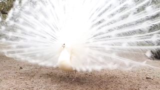 White picock dancing