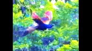 Picock flying