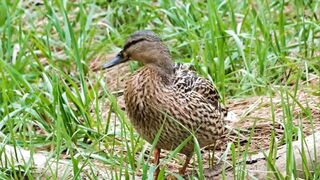 Duck videos