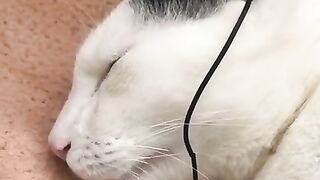 Cat Funny Video ||Cat Listening Song ||Cat Funning Activities