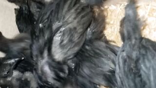 Ayam cimani