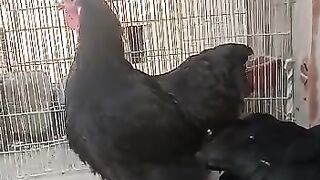 Pets lover