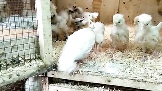 Pets lover