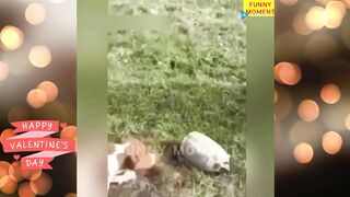 Funny cats and dogs video