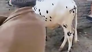Visit Taxila Mandi