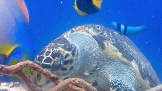 The Hungry Turtle