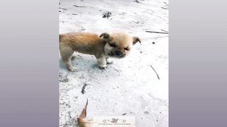 Funny Dog And Cat, Funniest Animals #114