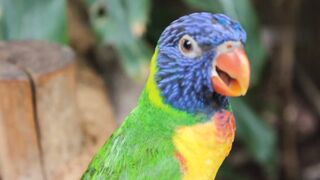Parrots in the jungle