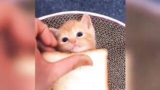 Mushukcha