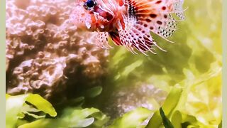 The Cute & Beautiful Fish