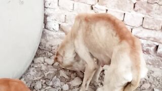 Dog moment