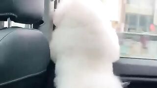 Dog Funny || Dog Cute Videos || Dog Funny Video in Car