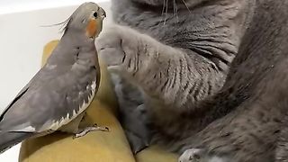 Parrot and cat love