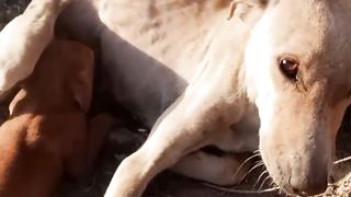 Dog moment Feeding