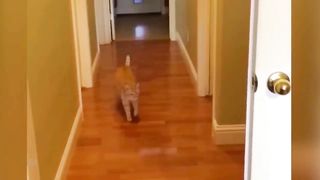 Funny cats