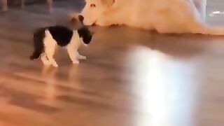 Cute cats