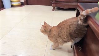Cats are cuts