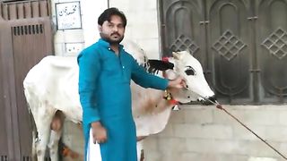 Dangerous Angry Fateh Jhangi Bull