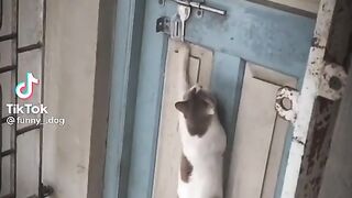 Funny , Entertainment video